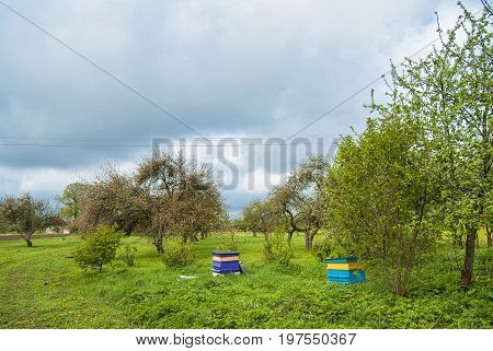 Bee hive stands in country side orchard in Latvia
