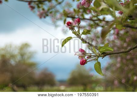 Blooming apple orchard in spring located in Latvia
