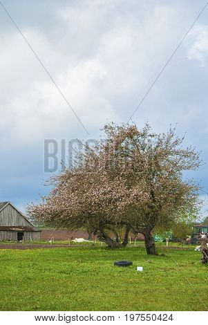 Blooming apple orchard in spring located in Latvia