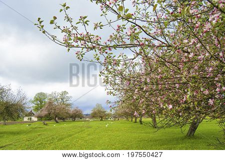 Blooming apple orchard in spring located in Latvia
