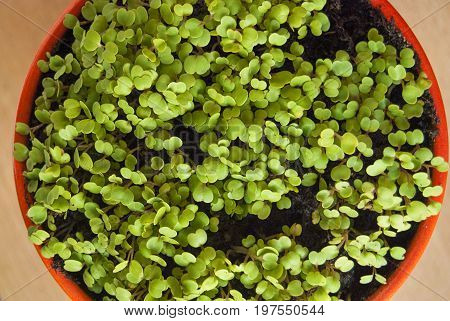 Growing fresh rucola in a pot on a balcony
