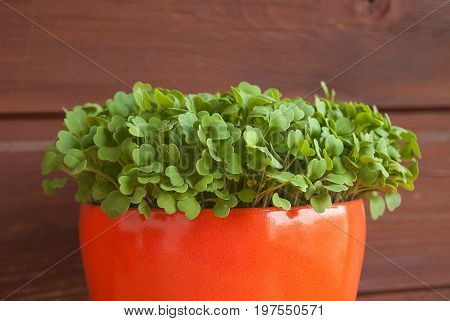Growing fresh rucola in a pot on a balcony