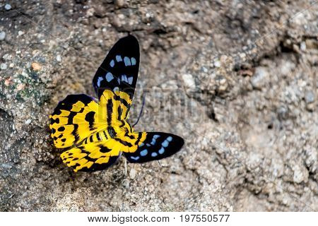 Butterfly in the forest insect and animal