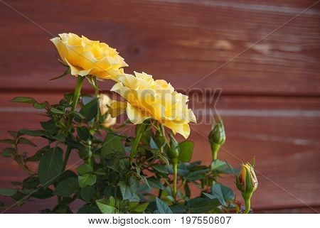 Beautiful blooming yellow roses on a wooden background