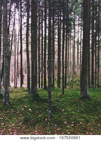 Twilight in a rich pine tree forest