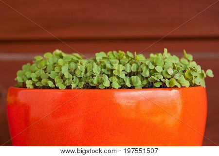 Growing fresh rucola in a pot on a balcony