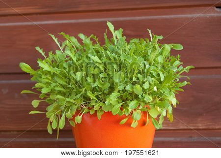 Growing fresh rucola in a pot on a balcony