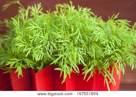 Growing fresh dills in a pot on a balcony