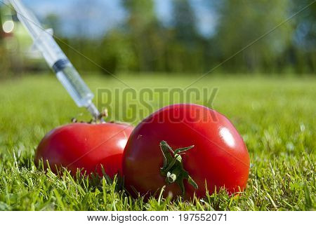 Genetic modification of tomatoes. Fresh, juicy tomatoes with syringe.