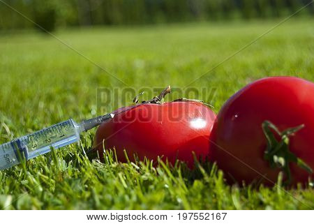 Genetic modification of tomatoes. Fresh, juicy tomatoes with syringe.