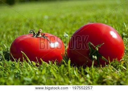 Two Red tomatoes in a green grass