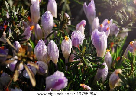 Spring flowers - blooming purple crocus flowers