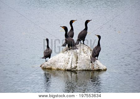 A flock of double crested cormorants (Phalacrocorax auritus) stands on a rock in a retention pond in Plainfield, Illinois, during June.