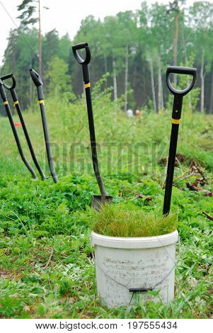 Shovels and seedlings - sowing new trees in a forest