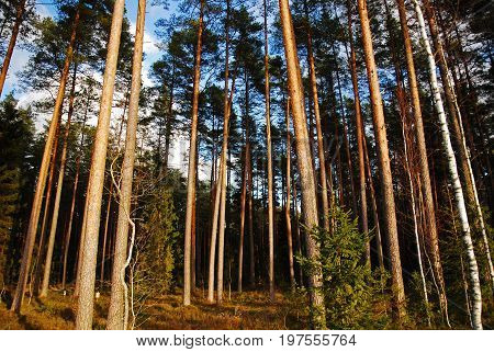 Lots of pine trees in forest in autumn