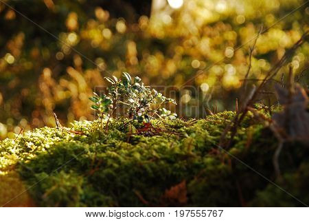 Blueberry bush in a mossy forest on a sunny day