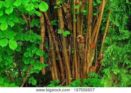 Trees on a rainy day in forest