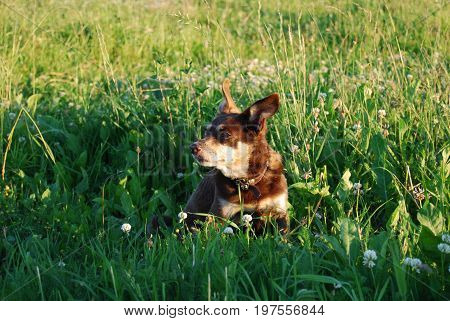 Small brown doggy in a Latvian (Baltic) meadow