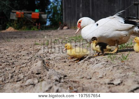 Ducklings in rural area with their mother