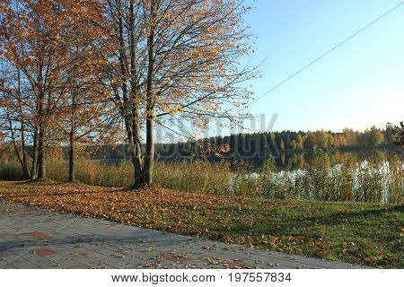 Fallen autumn leaves on a path next to a lake