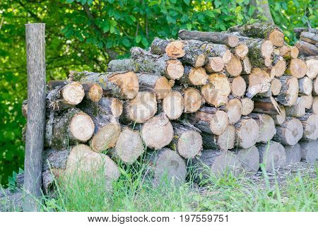 Wood Pieces In Nature