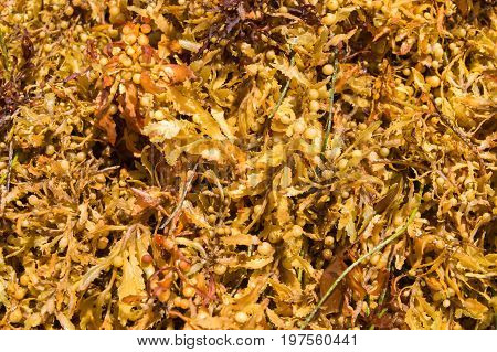 Large Quantities Of Sargassum Seaweed Lay Ashore At The 