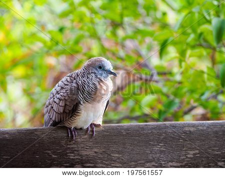 The zebra dove or Geopelia striata on a piece of wood in the garden.