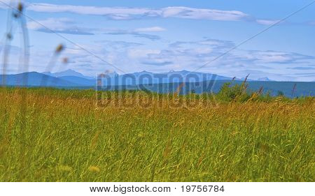 Green Meadow