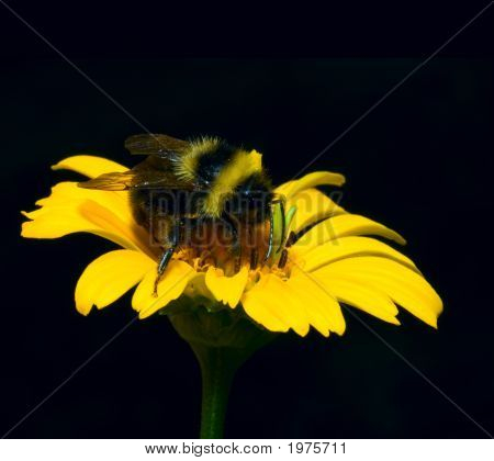 Hummel in eine gelbe Blume