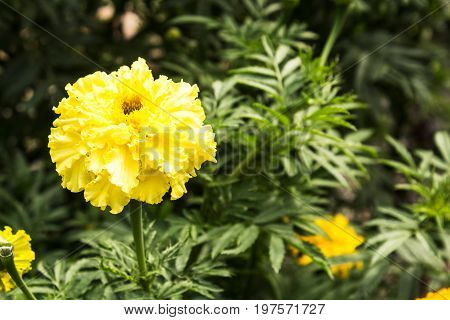 yellow Summer flowers blossom in the garden