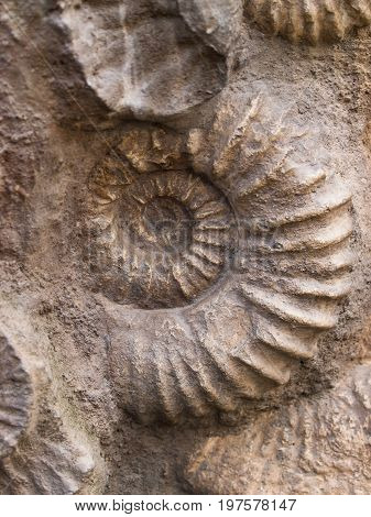 Scaphites - genus of extinct cephalopod from Morocco