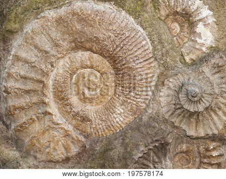 Group of Scaphites - genus of extinct cephalopod from Morocco