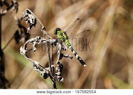 A green and black eastern pondhawk dragonfly sits on a dried wildflower warming his wings in the sun.