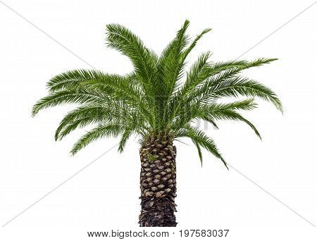 Coconut palm tree isolated on white background.