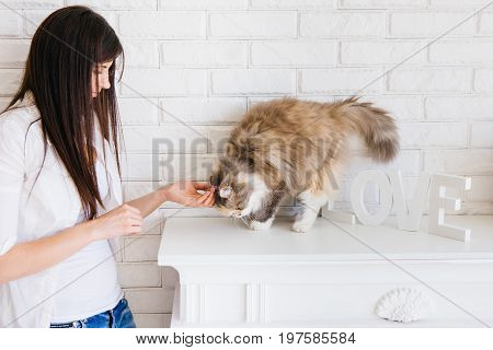 Young woman tenderly pets her lovely fluffy cat. Charming family pets and people's love to them