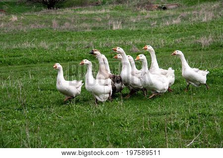 Flock of geese grazing on grass in spring field.