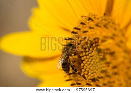 Bumblebee sitting on sunflower close-up. Natural light.