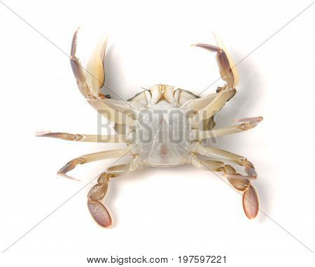 Live crab lying on the back isolated on a white background.