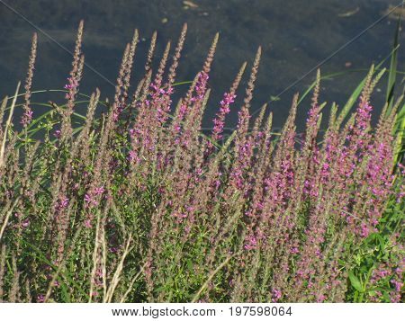 Beautiful lavender flowers grow in the natural park
