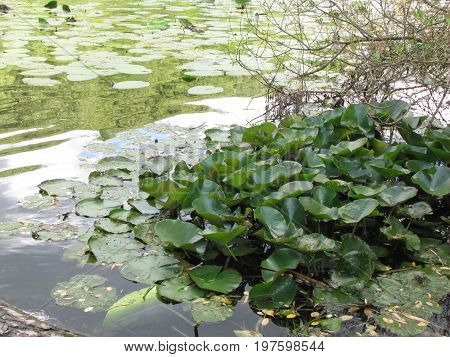 Flowers growing on the surface of the lake naturally