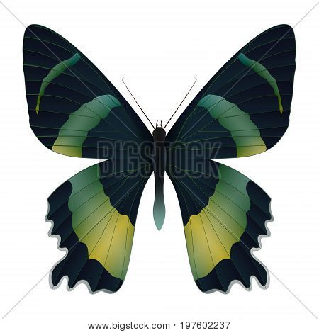 Beautiful butterfly isolated on a white background. Vector 3D illustration