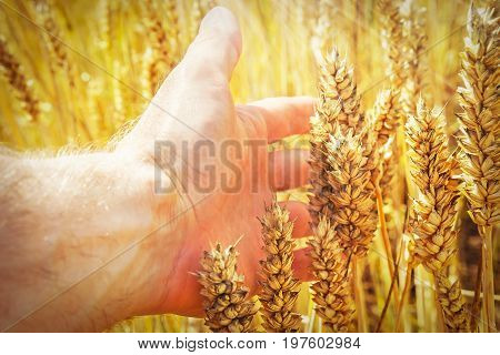 Wheat ears in man's hand. Harvest concept. Hand of farmer touching wheat corn agriculture. Ears of wheat close up. Harvest and harvesting concept. Cereal, Field of golden wheat. Whole grains