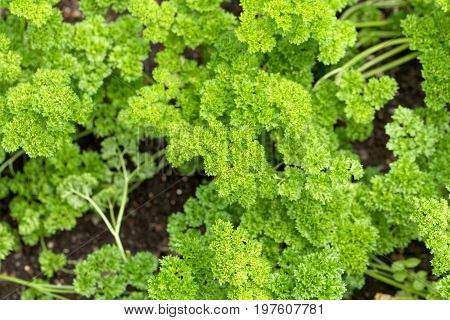 Leaves of garden parsley Petroselinum crispum in a garden bed.