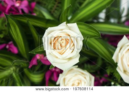 the seed-bearing part of a plant, consisting of reproductive organs (stamens and carpels) that are typically surrounded by a brightly colored corolla (petals) and a green calyx (sepals)
