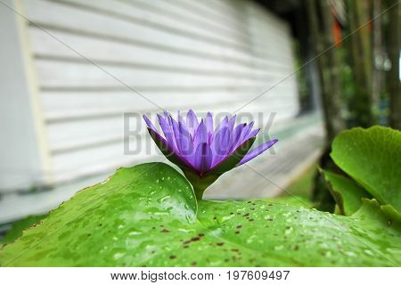 the seed-bearing part of a plant, consisting of reproductive organs (stamens and carpels) that are typically surrounded by a brightly colored corolla (petals) and a green calyx (sepals)