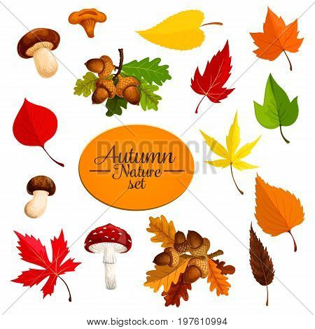 Autumn nature icons of tree leaf fall and seasonal mushrooms and oak acorn nuts. Vector falling leaves set of maple and chanterelle for Thanksgiving or autumn sale design