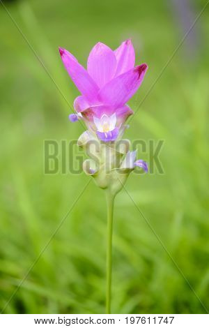 Curcuma sessilis, beautiful flowers in the forest.