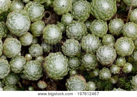 Leaves of a cobweb house leek Sempervivum arachnoideum a succulent plant from Europe.