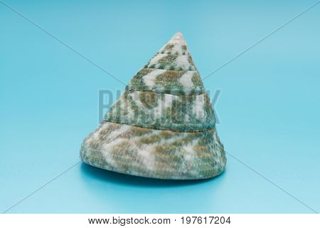 a Calliostoma shell on a blue background