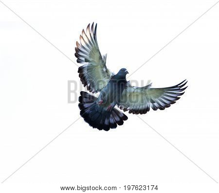 full body of homing pigeon bird hovering isolated white background